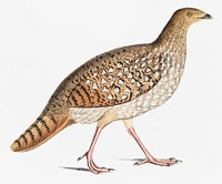 Nepaul Horned Pheasant, Female (Satyra Nepaulensis) from Illustrations of Indian zoology (1830-1834) by <a href="https://www.rawpixel.com/search/John%20Edward%20Gray?&amp;page=1">John Edward Gray</a> (1800-1875)