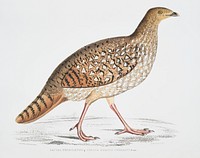 Nepaul Horned Pheasant, Female (Satyra Nepaulensis) from Illustrations of Indian zoology (1830-1834) by <a href="https://www.rawpixel.com/search/John%20Edward%20Gray?sort=curated&amp;rating_filter=all&amp;mode=shop&amp;page=1">John Edward Gray</a> (1800-1875). Original from The New York Public Library. Digitally enhanced by rawpixel.