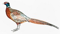 1. Chinese Ring Necked Pheasant (Phasianus torquatus); 2. Head of the Common Golden Pheasant (Chrysolophus pictus) from Illustrations of Indian zoology (1830-1834) by <a href="https://www.rawpixel.com/search/John%20Edward%20Gray?&amp;page=1">John Edward Gray</a> (1800-1875)