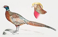 1. Chinese Ring Necked Pheasant (Phasianus torquatus); 2. Head of the Common Golden Pheasant (Chrysolophus pictus) from Illustrations of Indian zoology (1830-1834) by John Edward Gray (1800-1875). Original from The New York Public Library. Digitally enhanced by rawpixel.