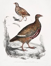 1. Lerwa Partridge (Perdix Lerwa); 2. Red Billed Quail (Coturnix erythrorhyncha) from Illustrations of Indian zoology (1830-1834) by John Edward Gray (1800-1875). Original from The New York Public Library. Digitally enhanced by rawpixel.