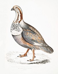 Nigell&#39;s Pheasant Grouse (Tetraogallus Nigellii) from Illustrations of Indian zoology (1830-1834) by <a href="https://www.rawpixel.com/search/John%20Edward%20Gray?sort=curated&amp;rating_filter=all&amp;mode=shop&amp;page=1">John Edward Gray</a> (1800-1875). Original from The New York Public Library. Digitally enhanced by rawpixel.
