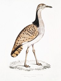 Macqueen&#39;s Bustard (Otis Macqueenii) from Illustrations of Indian zoology (1830-1834) by <a href="https://www.rawpixel.com/search/John%20Edward%20Gray?sort=curated&amp;rating_filter=all&amp;mode=shop&amp;page=1">John Edward Gray</a> (1800-1875). Original from The New York Public Library. Digitally enhanced by rawpixel.