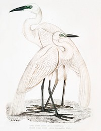 1. Pure White Heron (Ardea modesta); 2. Black Billed Heron (Ardea nigrirostris) from Illustrations of Indian zoology (1830-1834) by <a href="https://www.rawpixel.com/search/John%20Edward%20Gray?sort=curated&amp;rating_filter=all&amp;mode=shop&amp;page=1">John Edward Gray</a> (1800-1875). Original from The New York Public Library. Digitally enhanced by rawpixel.