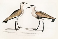 Black Sided Sandpiper, Male and Female (Charadrius ventralis) from Illustrations of Indian zoology (1830-1834) by <a href="https://www.rawpixel.com/search/John%20Edward%20Gray?sort=curated&amp;rating_filter=all&amp;mode=shop&amp;page=1">John Edward Gray</a> (1800-1875). Original from The New York Public Library. Digitally enhanced by rawpixel.