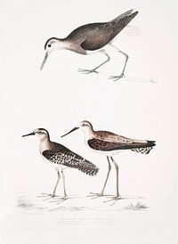 1. White Tailed Sandpiper (Totanus leucurus); 2. Allied Sandpiper (Totanus affinis); 3. Cawnpore Snipe (Totanus Lathami) from Illustrations of Indian zoology (1830-1834) by <a href="https://www.rawpixel.com/search/John%20Edward%20Gray?sort=curated&amp;rating_filter=all&amp;mode=shop&amp;page=1">John Edward Gray</a> (1800-1875).