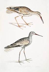 Ash Headed Snipe (Totanus fuscus) from Illustrations of Indian zoology (1830-1834) by <a href="https://www.rawpixel.com/search/John%20Edward%20Gray?sort=curated&amp;rating_filter=all&amp;mode=shop&amp;page=1">John Edward Gray</a> (1800-1875). Original from The New York Public Library. Digitally enhanced by rawpixel.