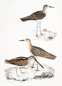 1. Horsfield's Snipe (Scolopax Horsfieldii); 2. Indian Sandpiper from Illustrations of Indian zoology (1830-1834) by John Edward Gray (1800-1875). Original from The New York Public Library. Digitally enhanced by rawpixel.
