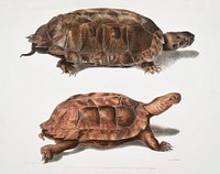 1. Flat Backed Terrapin (Emys platynota); 2. Spinose Land Terrapin (Geoemyda spinosa) from Illustrations of Indian zoology (1830-1834) by <a href="https://www.rawpixel.com/search/John%20Edward%20Gray?&amp;page=1">John Edward Gray</a> (1800-1875). Original from The New York Public Library. Digitally enhanced by rawpixel.