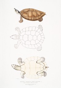 Batagur Terrapin (Emys Batagur) from Illustrations of Indian zoology (1830-1834) by John Edward Gray (1800-1875). Original from The New York Public Library. Digitally enhanced by rawpixel.