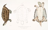 Dhongoka Terrapin (Emys Dhongoka) from Illustrations of Indian zoology (1830-1834) by <a href="https://www.rawpixel.com/search/John%20Edward%20Gray?&amp;page=1">John Edward Gray</a> (1800-1875). Original from The New York Public Library. Digitally enhanced by rawpixel.