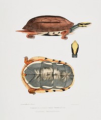 Three Banded Box Terrapin (Cistuda trifasciata) from Illustrations of Indian zoology (1830-1834) by John Edward Gray (1800-1875). Original from The New York Public Library. Digitally enhanced by rawpixel.