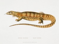 1. Yellow Monitor (Monitor flavescens) from Illustrations of Indian zoology (1830-1834) by <a href="https://www.rawpixel.com/search/John%20Edward%20Gray?sort=curated&amp;rating_filter=all&amp;mode=shop&amp;page=1">John Edward Gray</a> (1800-1875). Original from The New York Public Library. Digitally enhanced by rawpixel.