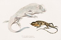 1. Macgregor's Lyre Headed Lizard (Lyriocephalus Macgregorii); 2. Stoddart's Unicorn Lizard (Ceratophora Stoddartii) from Illustrations of Indian zoology (1830-1834) by John Edward Gray (1800-1875).