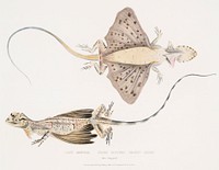 Short Puched Dragon (Draco abreviata) from Illustrations of Indian zoology (1830-1834) by <a href="https://www.rawpixel.com/search/John%20Edward%20Gray?sort=curated&amp;rating_filter=all&amp;mode=shop&amp;page=1">John Edward Gray</a> (1800-1875). Original from The New York Public Library. Digitally enhanced by rawpixel.