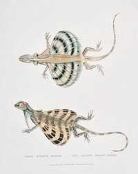 Five Banded Dragon Lizard (Draco quinque-fasciata) from Illustrations of Indian zoology (1830-1834) by <a href="https://www.rawpixel.com/search/John%20Edward%20Gray?sort=curated&amp;rating_filter=all&amp;mode=shop&amp;page=1">John Edward Gray</a> (1800-1875). Original from The New York Public Library. Digitally enhanced by rawpixel.