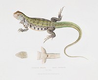 Bell&#39;s Uromastix (Uromastix Bellii) from Illustrations of Indian zoology (1830-1834) by <a href="https://www.rawpixel.com/search/John%20Edward%20Gray?sort=curated&amp;rating_filter=all&amp;mode=shop&amp;page=1">John Edward Gray</a> (1800-1875). Original from The New York Public Library. Digitally enhanced by rawpixel.