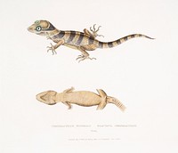 Beautiful Cyrtodactylus (Cyrtodactylus pulchellus) from Illustrations of Indian zoology (1830-1834) by <a href="https://www.rawpixel.com/search/John%20Edward%20Gray?sort=curated&amp;rating_filter=all&amp;mode=shop&amp;page=1">John Edward Gray</a> (1800-1875). Original from The New York Public Library. Digitally enhanced by rawpixel.
