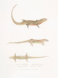 1. Red Bellied Tiliqua. Tiliqua rubriventris); 2. Beautiful Tiliqua (Tiliqua pulchra) from Illustrations of Indian zoology (1830-1834) by John Edward Gray (1800-1875). Original from The New York Public Library. Digitally enhanced by rawpixel.