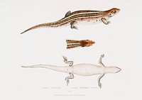Three Streaked Tiliqua (Tiliqua trivittata) from Illustrations of Indian zoology (1830-1834) by <a href="https://www.rawpixel.com/search/John%20Edward%20Gray?sort=curated&amp;rating_filter=all&amp;mode=shop&amp;page=1">John Edward Gray</a> (1800-1875). Original from The New York Public Library. Digitally enhanced by rawpixel.