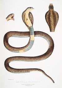Cobra Capella (Naia tripudians from Illustrations of Indian zoology (1830-1834) by <a href="https://www.rawpixel.com/search/John%20Edward%20Gray?sort=curated&amp;rating_filter=all&amp;mode=shop&amp;page=1">John Edward Gray</a> (1800-1875). Original from The New York Public Library. Digitally enhanced by rawpixel.