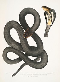 Black Cobra Capella (Naia tripudians) from Illustrations of Indian zoology (1830-1834) by <a href="https://www.rawpixel.com/search/John%20Edward%20Gray?sort=curated&amp;rating_filter=all&amp;mode=shop&amp;page=1">John Edward Gray</a> (1800-1875). Original from The New York Public Library. Digitally enhanced by rawpixel.