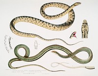 1. Spotted Bellied Snake (Coluber ventromaculatus); 2. Bell&#39;s Tree Snake (Ah&aelig;tula Bellii) from Illustrations of Indian zoology (1830-1834) by <a href="https://www.rawpixel.com/search/John%20Edward%20Gray?sort=curated&amp;rating_filter=all&amp;mode=shop&amp;page=1">John Edward Gray</a> (1800-1875). Original from The New York Public Library. Digitally enhanced by rawpixel.