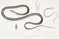 Lined Tailed Tree Snake (Ah&aelig;tula caudolineata) from Illustrations of Indian zoology (1830-1834) by John Edward Gray (1800-1875). Original from The New York Public Library. Digitally enhanced by rawpixel.