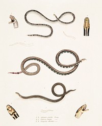 1. Slender Calliophis (Calliophis gracilis); 2. Lined Maticora (Maticora lineata); 3. White Bellied Changulia (Changulia albiventer) from Illustrations of Indian zoology (1830-1834) by John Edward Gray (1800-1875).