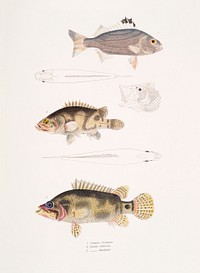 1. Three Banded Pterapon (Pterapon trivittatus); 2. Clouded Bedula (Bedula nebulosus); 3. Dr. Hamilton&#39;s Bedula (Bedula Hamiltonii) from Illustrations of Indian zoology (1830-1834) by <a href="https://www.rawpixel.com/search/John%20Edward%20Gray?sort=curated&amp;rating_filter=all&amp;mode=shop&amp;page=1">John Edward Gray</a> (1800-1875).