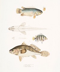 1. Spinose Gilled Anabas (Anabas spinosus); 2. Two Spotted Coius (Coius binotatus); 3. Spotted Sci&aelig;na (Sci&aelig;na maculata) from Illustrations of Indian zoology (1830-1834) by <a href="https://www.rawpixel.com/search/John%20Edward%20Gray?sort=curated&amp;rating_filter=all&amp;mode=shop&amp;page=1">John Edward Gray</a> (1800-1875).