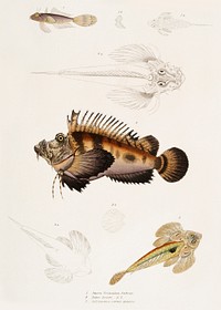 1. Bearded Anaora (Anaora tentaculata amboina); 2. Cuvier&#39;s Pelors (Pelors Cuvieri); 3. Forked Spined Dragonette (Callionymus serrato spinosus) from Illustrations of Indian Zoology (1830-1834) by <a href="https://www.rawpixel.com/search/John%20Edward%20Gray?&amp;page=1">John Edward Gray</a> (1800-1875). Original from The New York Public Library. Digitally enhanced by rawpixel.