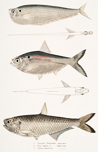 1. Finless Ramcarata (Apterygia Ramacarata); 2. Chapra Shad (Alosa Chapra); 3. Dr. Hamilton&#39;s Long Jawed Herring (Thrissa Hamiltonii) from Illustrations of Indian zoology (1830-1834) by <a href="https://www.rawpixel.com/search/John%20Edward%20Gray?&amp;page=1">John Edward Gray</a> (1800-1875). Original from The New York Public Library. Digitally enhanced by rawpixel.