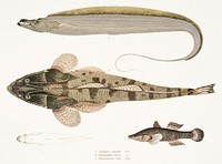 1. Armed Hairtail (Trichiurus armatus); 2. Chacca Flathead (Platycephalus Chacca); 3. Indian Cheilodipterus (Cheilodipterus Batis) from Illustrations of Indian zoology (1830-1834) by <a href="https://www.rawpixel.com/search/John%20Edward%20Gray?&amp;page=1">John Edward Gray</a> (1800-1875). Original from The New York Public Library. Digitally enhanced by rawpixel.