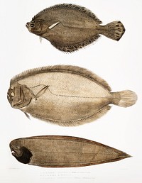 1. Chinese Plaice (Platessa Chinensis); 2. Dr. Russell&#39;s Plaice (Platessa Russellii); 3. Short lined Finless Sole (Plagusia abbreviata) from Illustrations of Indian zoology (1830-1834) by <a href="https://www.rawpixel.com/search/John%20Edward%20Gray?&amp;page=1">John Edward Gray</a> (1800-1875). Original from The New York Public Library. Digitally enhanced by rawpixel.