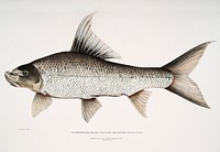 Falcated Rock Carp (Cyprinus (Bangana) falcata) from Illustrations of Indian zoology (1830-1834) by <a href="https://www.rawpixel.com/search/John%20Edward%20Gray?&amp;page=1">John Edward Gray</a> (1800-1875). Original from The New York Public Library. Digitally enhanced by rawpixel.