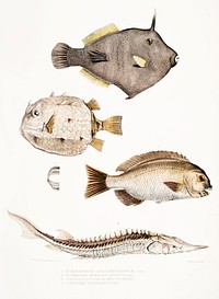 1. Spine Sided Monacanthus (Monacanthus (Amanses) Histrix); 2. Many Spined Coffin Fish (Ostracion (Acarana) auritus); 3, 4. Dotted Girella (Girella punctata); 5. Chinese Sturgeon (Acipenser Chinensis) from Illustrations of Indian zoology (1830-1834) by <a href="https://www.rawpixel.com/search/John%20Edward%20Gray?sort=curated&amp;rating_filter=all&amp;mode=shop&amp;page=1">John Edward Gray</a> (1800-1875).
