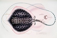 Russell&#39;s Sting Ray (Trygon Russellii) from Illustrations of Indian Zoology (1830-1834) by <a href="https://www.rawpixel.com/search/John%20Edward%20Gray?&amp;page=1">John Edward Gray</a> (1800-1875). Original from The New York Public Library. Digitally enhanced by rawpixel.