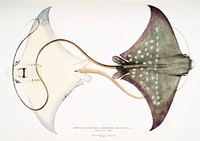 Spotted Eagle Sting Ray (Myliobatis maculatus) from Illustrations of Indian Zoology (1830-1834) by <a href="https://www.rawpixel.com/search/John%20Edward%20Gray?sort=curated&amp;rating_filter=all&amp;mode=shop&amp;page=1">John Edward Gray</a> (1800-1875). Original from The New York Public Library. Digitally enhanced by rawpixel.