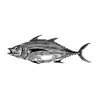 Vintage illustration of Fish