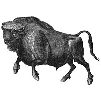 Vintage illustration of Buffalo