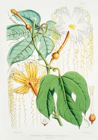 Chinese Lard Seed (Hodgsonia Heteroclita), Female plant from Illustrations of Himalayan plants (1855) by <a href="https://www.rawpixel.com/search/W.%20H.%20%28Walter%20Hood%29%20Fitch?&amp;page=1">W. H. (Walter Hood) Fitch</a> (1817-1892). Original from The New York Public Library. Digitally enhanced by rawpixel.