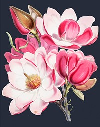Vintage Illustration of Campbell&#39;s magnolia.