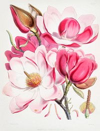 Campbell&#39;s magnolia (Magnolia Campbellii), Flowering plant from Illustrations of Himalayan plants (1855) by <a href="https://www.rawpixel.com/search/W.%20H.%20%28Walter%20Hood%29%20Fitch?&amp;page=1">W. H. (Walter Hood) Fitch</a> (1817-1892). Original from The New York Public Library. Digitally enhanced by rawpixel.