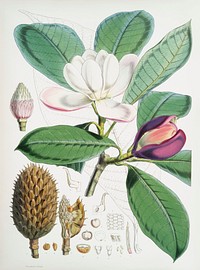 Talauma Hodgsoni (syn. Magnolia Hodgsonii) from Illustrations of Himalayan plants (1855) by <a href="https://www.rawpixel.com/search/W.%20H.%20%28Walter%20Hood%29%20Fitch?&amp;page=1">W. H. (Walter Hood) Fitch</a> (1817-1892). Original from The New York Public Library. Digitally enhanced by rawpixel.