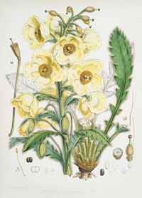 Satin Poppy (Meconopsis Nepalensis) from Illustrations of Himalayan plants (1855) by <a href="https://www.rawpixel.com/search/W.%20H.%20%28Walter%20Hood%29%20Fitch?&amp;page=1">W. H. (Walter Hood) Fitch</a> (1817-1892). Original from The New York Public Library. Digitally enhanced by rawpixel.