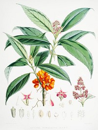 Aucuba Himalaica from Illustrations of Himalayan plants (1855) by <a href="https://www.rawpixel.com/search/W.%20H.%20%28Walter%20Hood%29%20Fitch?&amp;page=1">W. H. (Walter Hood) Fitch</a> (1817-1892). Original from The New York Public Library. Digitally enhanced by rawpixel.