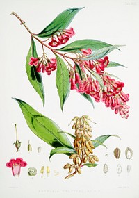 Buddleja Colvilei from Illustrations of Himalayan plants (1855) by W. H. (Walter Hood) Fitch (1817-1892). Original from The New York Public Library. Digitally enhanced by rawpixel.