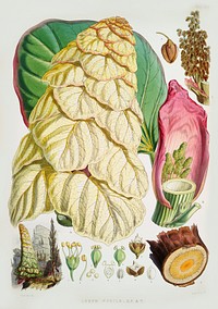Noble rhubarb (Rheum Nobile) from Illustrations of Himalayan plants (1855) by <a href="https://www.rawpixel.com/search/W.%20H.%20%28Walter%20Hood%29%20Fitch?&amp;page=1">W. H. (Walter Hood) Fitch</a> (1817-1892). Original from The New York Public Library. Digitally enhanced by rawpixel.