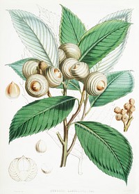 Bull Oak (Quercus Lamellosa) from Illustrations of Himalayan plants (1855) by <a href="https://www.rawpixel.com/search/W.%20H.%20%28Walter%20Hood%29%20Fitch?&amp;page=1">W. H. (Walter Hood) Fitch</a> (1817-1892). Original from The New York Public Library. Digitally enhanced by rawpixel.